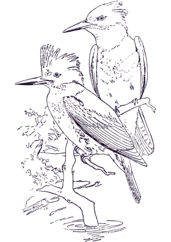 Two Belted King Fishers Coloring Page